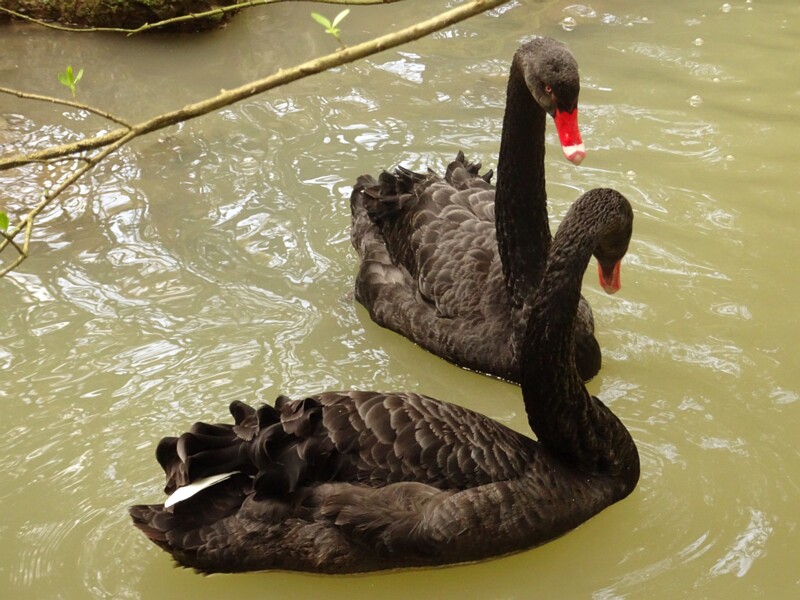 Black swan (Cygnus atratus)