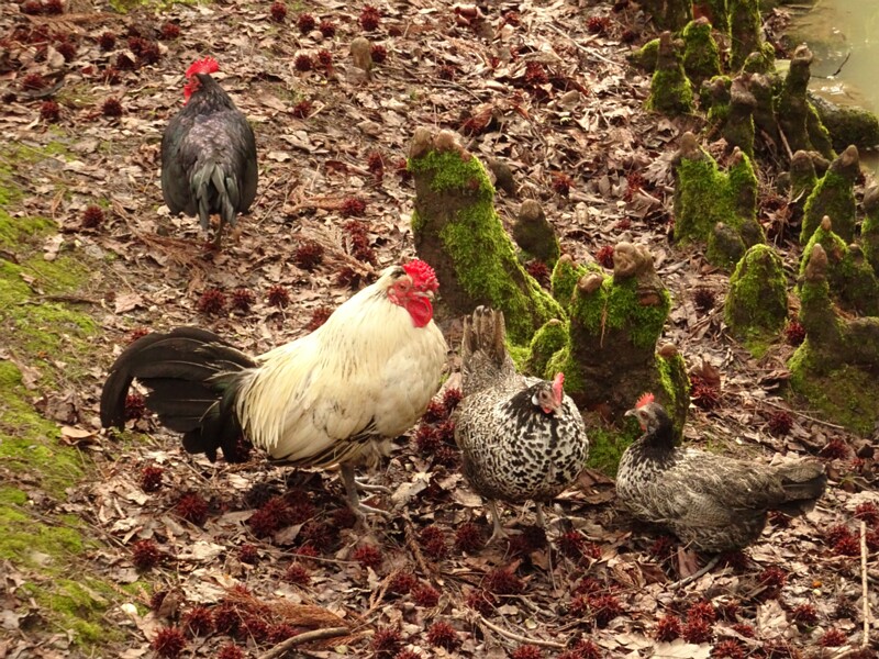 Chicken (Gallus gallus domesticus)