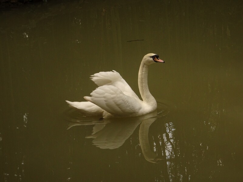 Mute swan (Cygnus olor)
