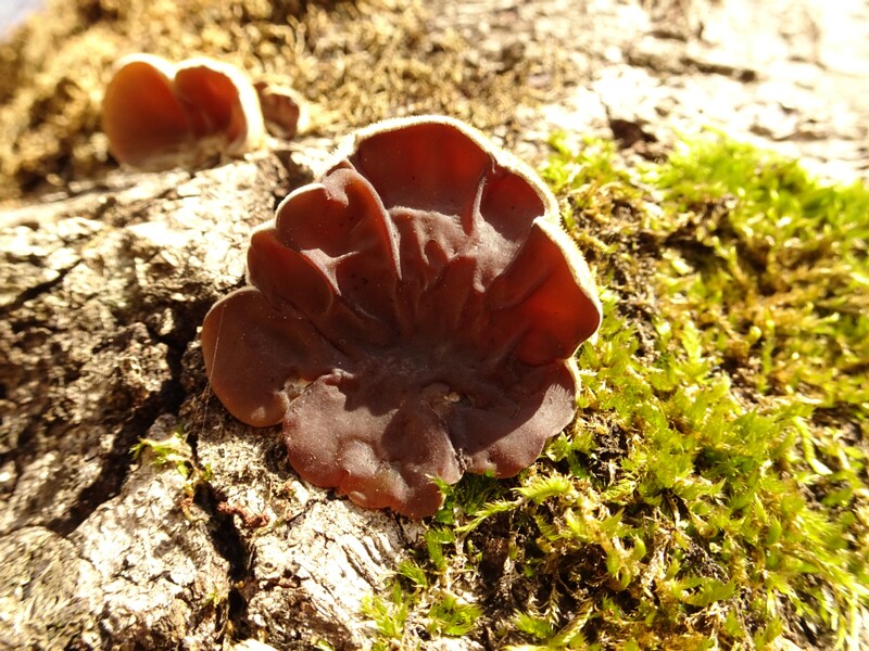 Auricularia mesenterica