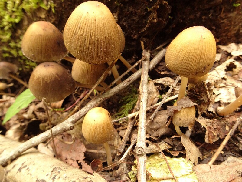 Coprinellus micaceus