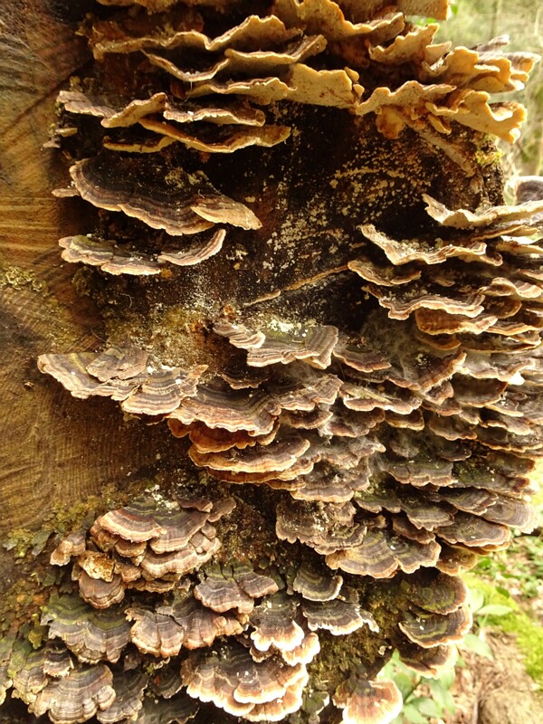 Trametes versicolor
